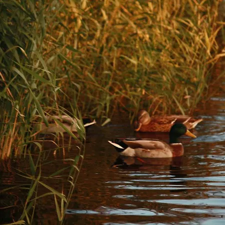 Treenehof Friedrichstadt