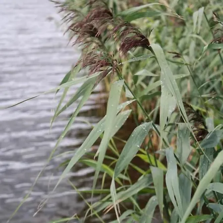 Treenehof Friedrichstadt