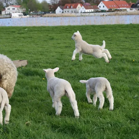 Treenehof Maison d'hôtes Friedrichstadt
